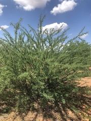 Vachellia stuhlmannii