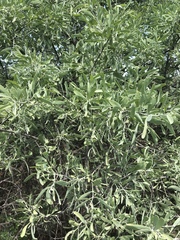 Salvadora australis