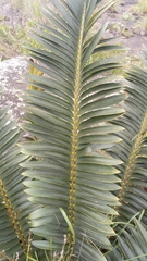 Encephalartos