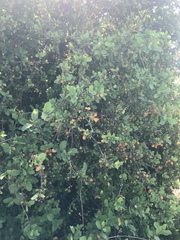 Cordia sinensis