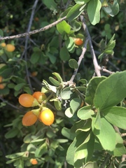 Cordia sinensis