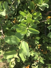 Cordia sinensis