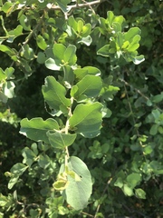 Cordia sinensis