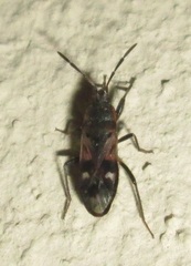 Lanchnophorus singalensis