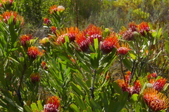 Leucospermum erubescens