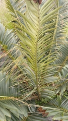 Encephalartos