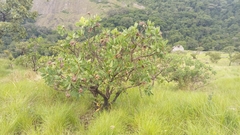 Protea madiensis occidentalis
