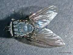 Calliphoroides antennatis