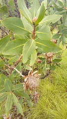 Protea madiensis occidentalis