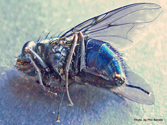 Calliphoroides antennatis