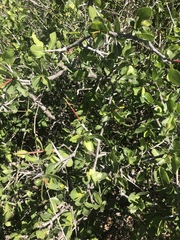 Commiphora pyracanthoides