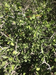 Commiphora pyracanthoides