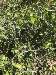 Commiphora pyracanthoides