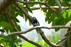 Ultramarine Lorikeet photo 4