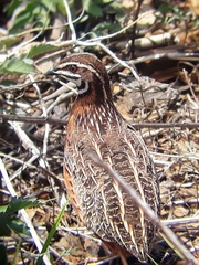 Coturnix delegorguei