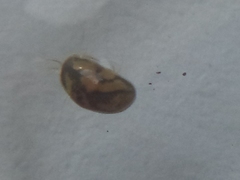 Chlamydotheca