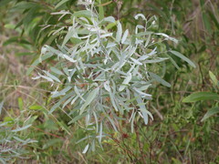 Eucalyptus crebra