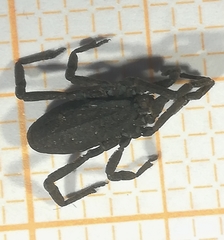 Trogulus tricarinatus