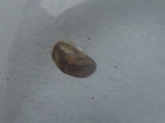 Chlamydotheca