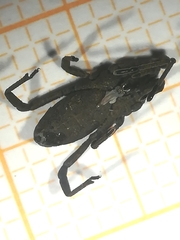 Trogulus tricarinatus