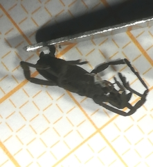 Trogulus tricarinatus