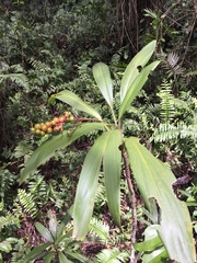 Cordyline cannifolia