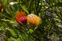Leucospermum erubescens