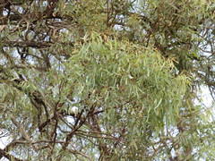 Eucalyptus crebra