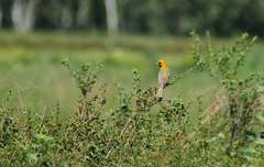 Emberiza bruniceps