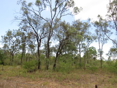 Eucalyptus crebra