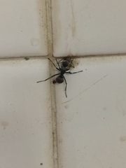 Polyrhachis foreli