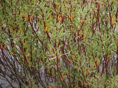 Enchylaena tomentosa