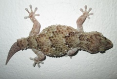 Chondrodactylus turneri