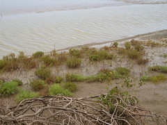 Enchylaena tomentosa