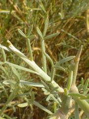 Calobota