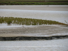 Enchylaena tomentosa