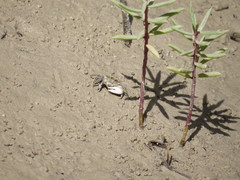 Enchylaena tomentosa