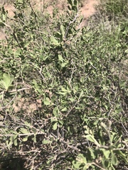 Orbivestus cinerascens