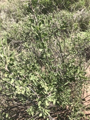 Orbivestus cinerascens