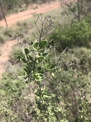 Orbivestus cinerascens