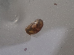 Chlamydotheca