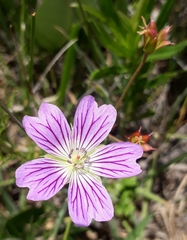 Geranium multisectum