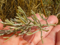Calobota