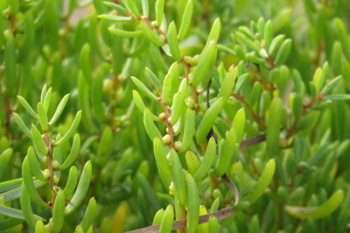 Image of Suaeda Arbusculoides (Suaeda arbusculoides) by (c) coenobita, some rights reserved (CC BY)