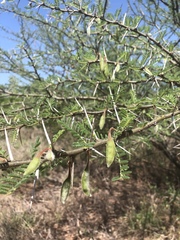 Vachellia stuhlmannii