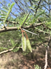 Vachellia stuhlmannii
