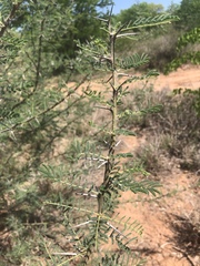 Vachellia stuhlmannii