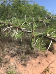 Vachellia stuhlmannii
