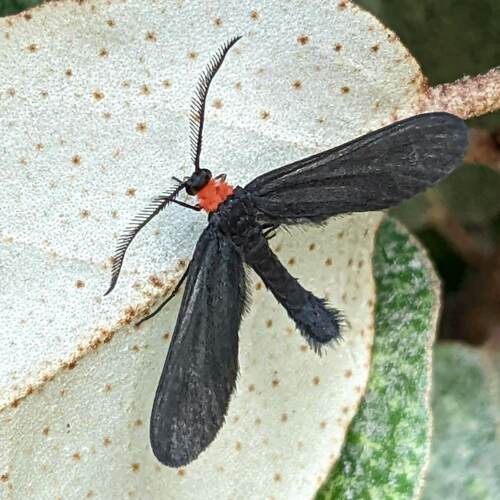 Grapeleaf Skeletonizer Moth photo 3