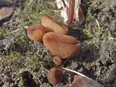 Peziza ampliata